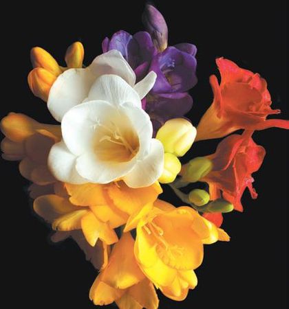 Лариса Петровская - Луковичные цветы: выбираем, выращиваем, наслаждаемся