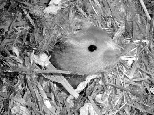 Дарья Нестерова - Хомячки