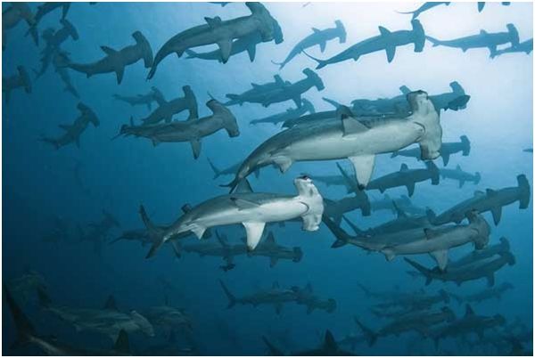 Владимир Коркош - Этот загадочный подводный мир