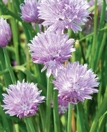 Лариса Петровская - Луковичные цветы: выбираем, выращиваем, наслаждаемся