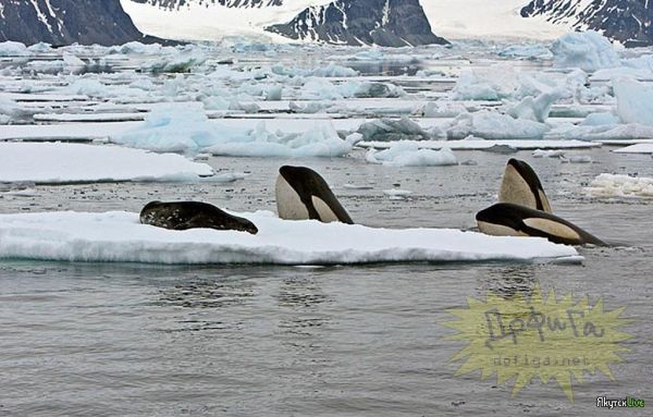 Владимир Коркош - Этот загадочный подводный мир