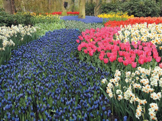 Лариса Петровская - Луковичные цветы: выбираем, выращиваем, наслаждаемся