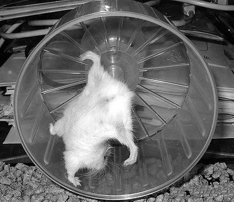 Дарья Нестерова - Хомячки