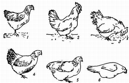 Рени Шовен - От пчелы до гориллы