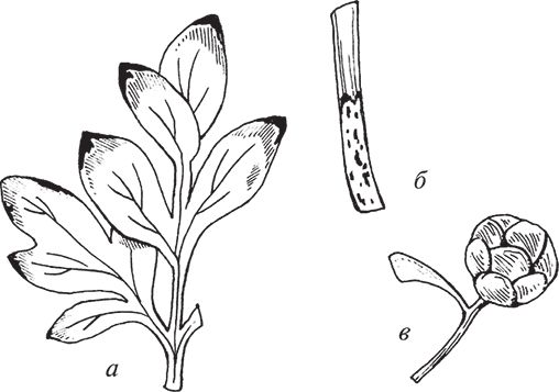 Сергей Кашин - Защита от болезней и вредителей сада и огорода. Эффективная...