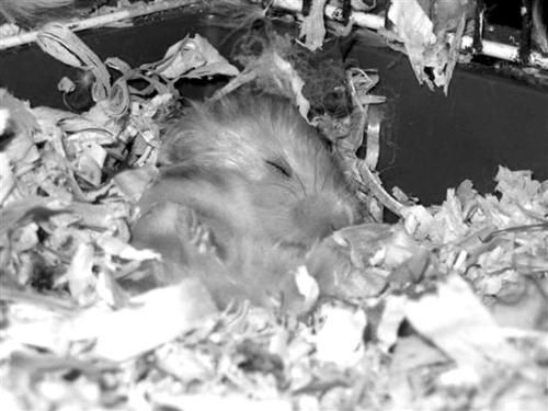 Дарья Нестерова - Хомячки