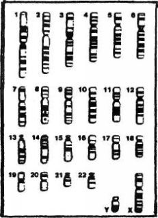 Захария Ситчин - Космический код
