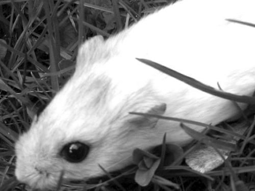 Дарья Нестерова - Хомячки