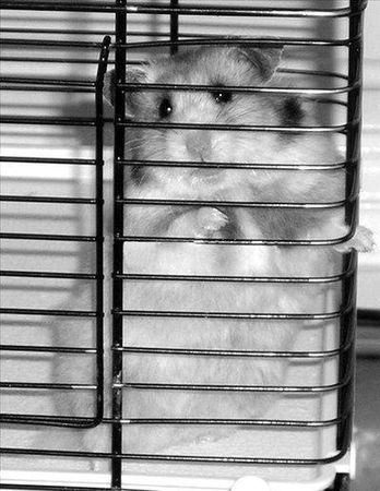 Дарья Нестерова - Хомячки