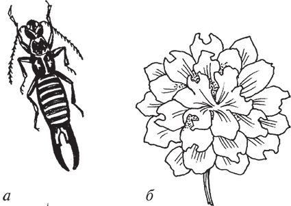 Сергей Кашин - Защита от болезней и вредителей сада и огорода. Эффективная...