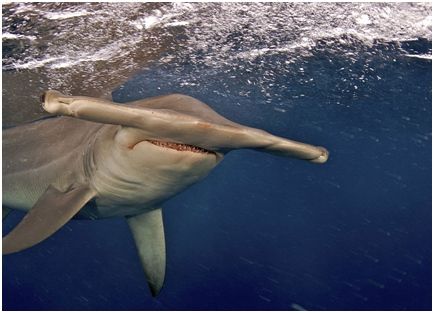 Владимир Коркош - Этот загадочный подводный мир