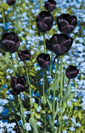 Лариса Петровская - Луковичные цветы: выбираем, выращиваем, наслаждаемся