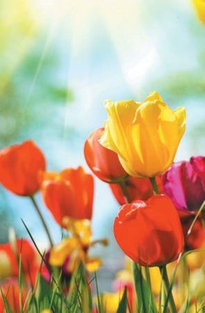 Лариса Петровская - Луковичные цветы: выбираем, выращиваем, наслаждаемся