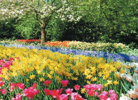 Лариса Петровская - Луковичные цветы: выбираем, выращиваем, наслаждаемся