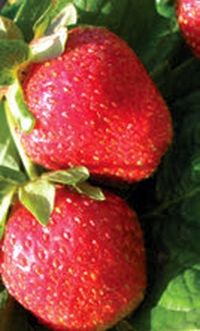 Владимир Щекин - Земляника на вашем участке