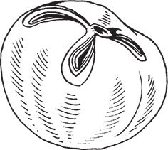 Сергей Кашин - Защита от болезней и вредителей сада и огорода. Эффективная...