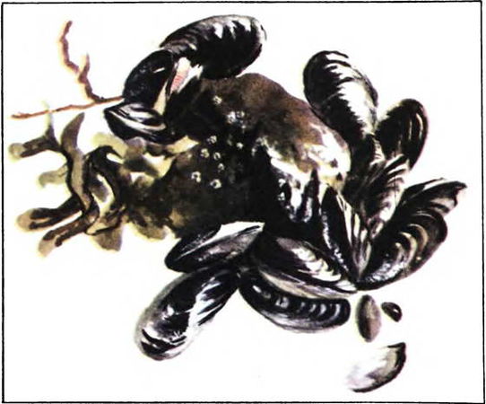 Донат Наумов - Мир океана. Море живет