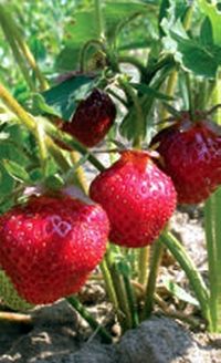 Владимир Щекин - Земляника на вашем участке