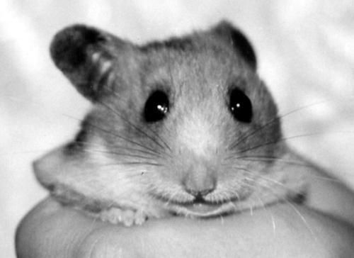 Дарья Нестерова - Хомячки