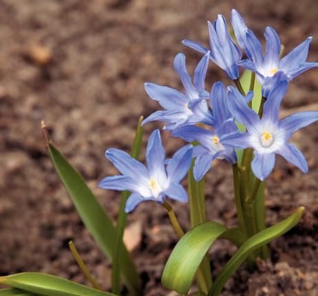 Лариса Петровская - Луковичные цветы: выбираем, выращиваем, наслаждаемся