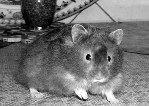 Дарья Нестерова - Хомячки