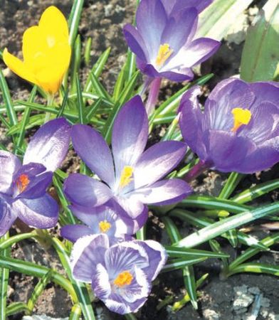 Лариса Петровская - Луковичные цветы: выбираем, выращиваем, наслаждаемся