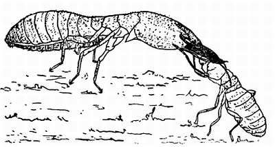 Рени Шовен - От пчелы до гориллы