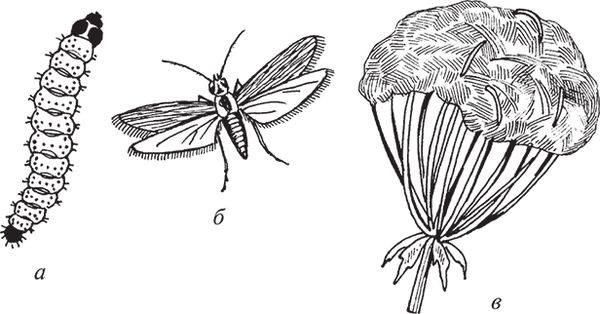 Сергей Кашин - Защита от болезней и вредителей сада и огорода. Эффективная...