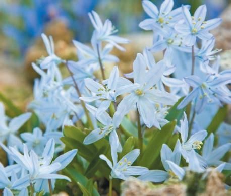 Лариса Петровская - Луковичные цветы: выбираем, выращиваем, наслаждаемся