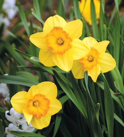 Лариса Петровская - Луковичные цветы: выбираем, выращиваем, наслаждаемся