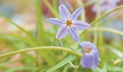 Лариса Петровская - Луковичные цветы: выбираем, выращиваем, наслаждаемся