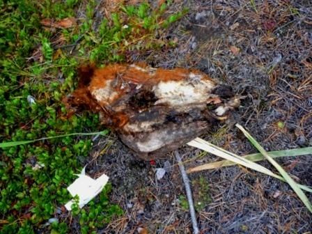 Андрей Ефремов - По следу снежного человека