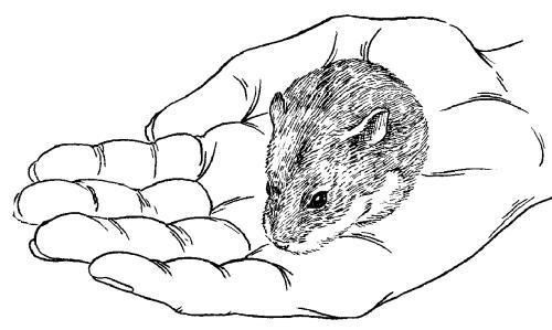 Дарья Нестерова - Хомячки