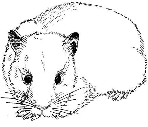 Дарья Нестерова - Хомячки