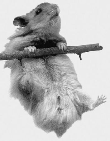 Дарья Нестерова - Хомячки