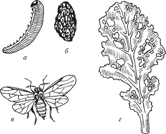 Сергей Кашин - Защита от болезней и вредителей сада и огорода. Эффективная...