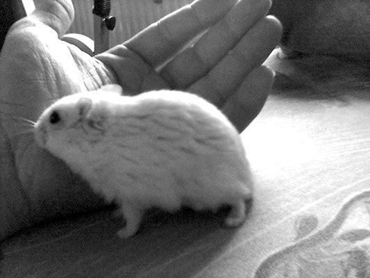 Дарья Нестерова - Хомячки