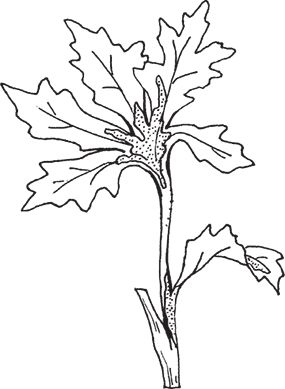 Сергей Кашин - Защита от болезней и вредителей сада и огорода. Эффективная...