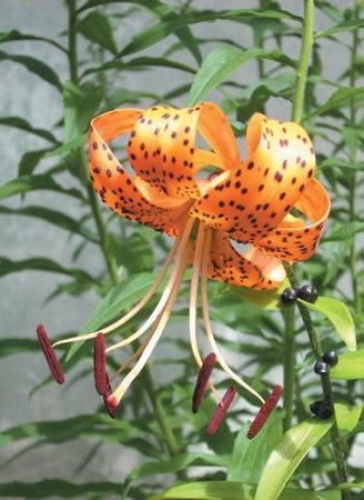 Лариса Петровская - Луковичные цветы: выбираем, выращиваем, наслаждаемся