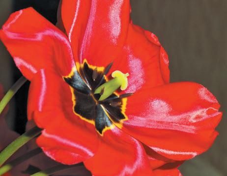 Лариса Петровская - Луковичные цветы: выбираем, выращиваем, наслаждаемся