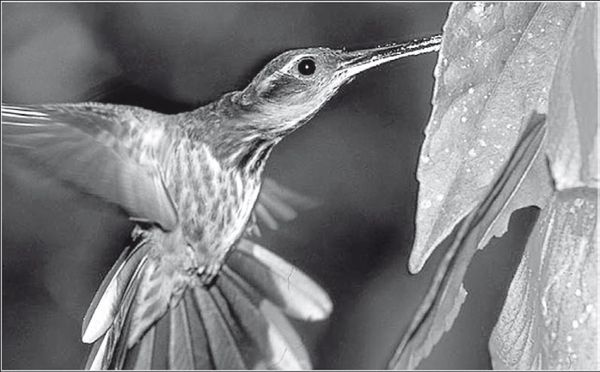 С. Каплун - Физика