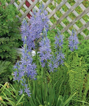 Лариса Петровская - Луковичные цветы: выбираем, выращиваем, наслаждаемся