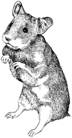 Дарья Нестерова - Хомячки