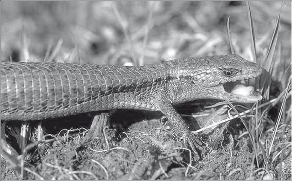 С. Каплун - Физика