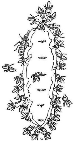 Рени Шовен - От пчелы до гориллы