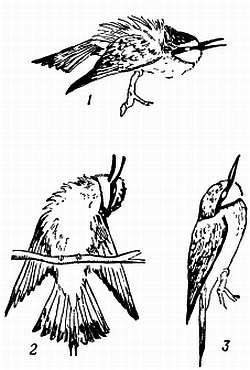 Рени Шовен - От пчелы до гориллы