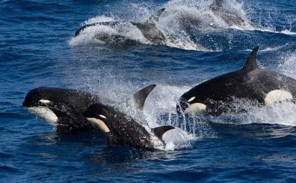 Владимир Коркош - Этот загадочный подводный мир