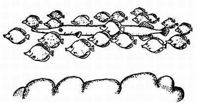 Рени Шовен - От пчелы до гориллы