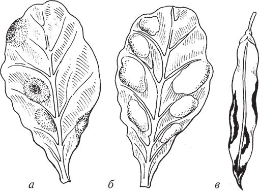Сергей Кашин - Защита от болезней и вредителей сада и огорода. Эффективная...