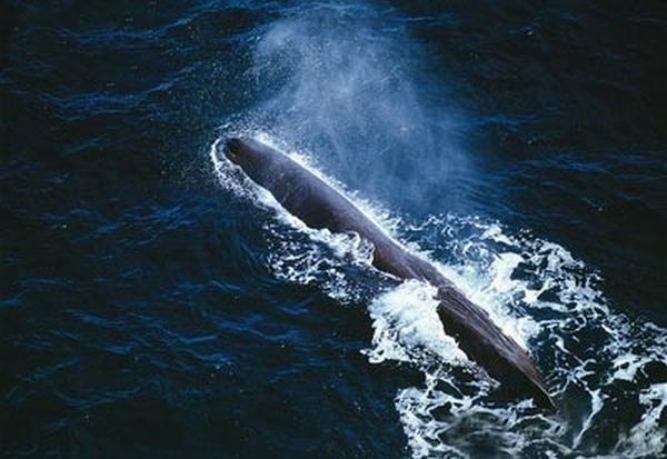 Владимир Коркош - Этот загадочный подводный мир